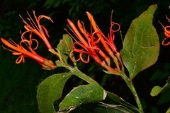 Psittacanthus schiedeanus