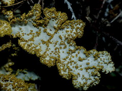 Yarrumia colensoi