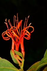 Psittacanthus schiedeanus