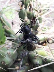 Moneilema