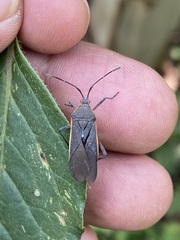 Staluptus marginalis