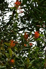 Psittacanthus schiedeanus