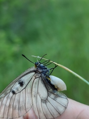 Parnassius mnemosyne
