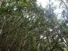 Pandanus sylvestris