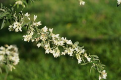 Chamaecytisus prolifer