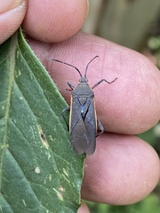 Staluptus marginalis