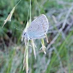 Plebejus