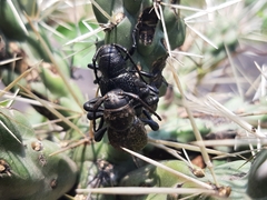 Moneilema