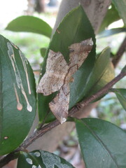 Krananda latimarginaria