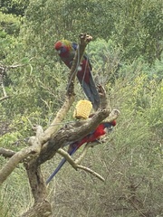 Platycercus elegans elegans