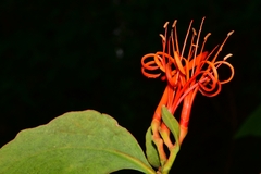 Psittacanthus schiedeanus