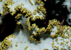Yarrumia colensoi
