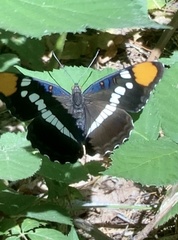 Adelpha californica