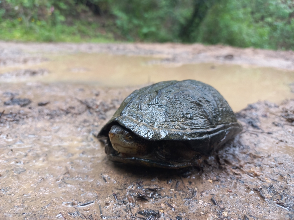 Mexican Mud Turtle from Tapalpa, Jal., México on August 26, 2022 at 05: ...