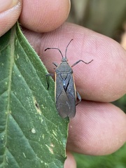 Staluptus marginalis