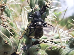 Moneilema