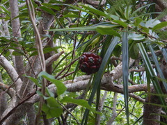 Pandanus sylvestris