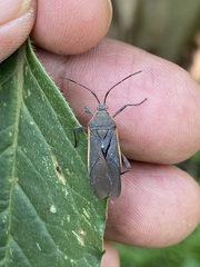 Staluptus marginalis