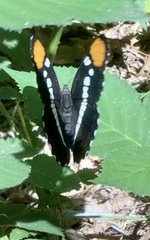 Adelpha californica