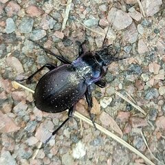 Carabus nemoralis