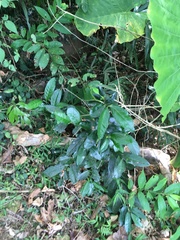 Diospyros maritima
