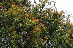 Psittacanthus schiedeanus