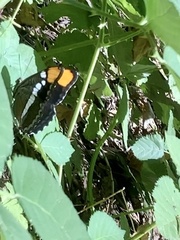 Adelpha californica