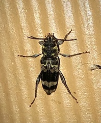 Xylotrechus colonus