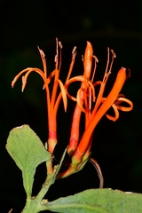Psittacanthus schiedeanus