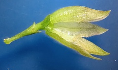 Psoralea sordida