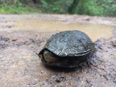 Kinosternon integrum