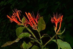 Psittacanthus schiedeanus