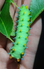 Hyalophora cecropia