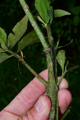 Psittacanthus schiedeanus