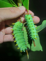 Hyalophora cecropia