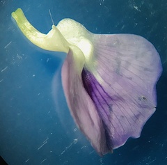 Psoralea sordida