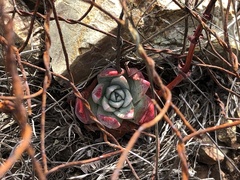 Dudleya