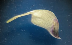 Psoralea sordida