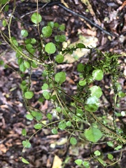 Streblus heterophyllus