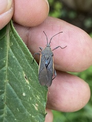 Staluptus marginalis