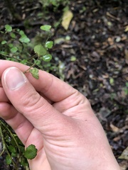 Streblus heterophyllus