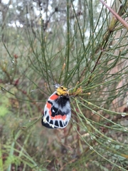 Delias harpalyce