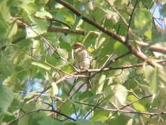 Emberiza pusilla