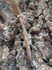 Stagmomantis carolina