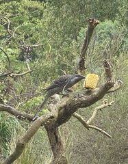 Anthochaera chrysoptera