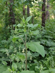 Arctium nemorosum