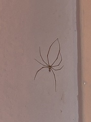 Araneae