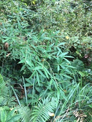 Phyllostachys makinoi