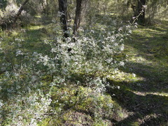 Spyridium parvifolium