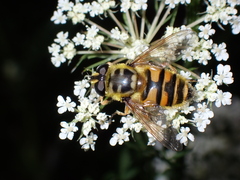 Myathropa florea